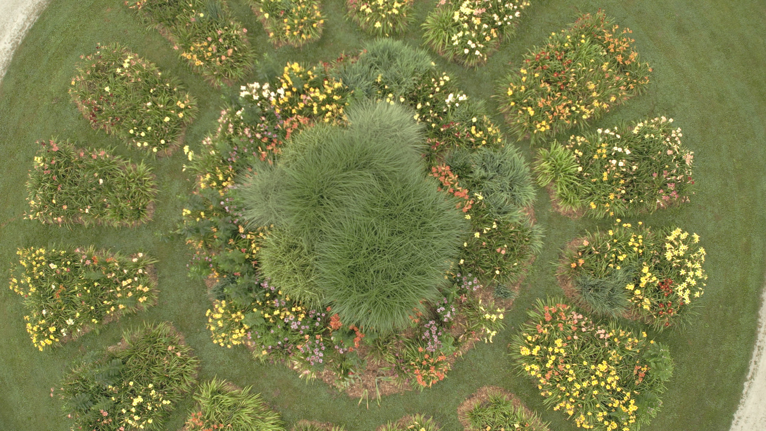 Aerial view of a circular daylily garden with only a Rec.709 conversion applied, before the Velvia 50 look